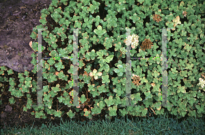 Picture of Sedum spurium 