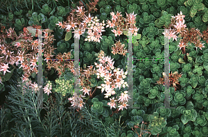 Picture of Sedum spurium 