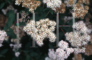 Picture of Spiraea formosana 