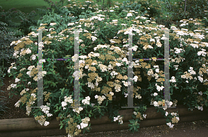 Picture of Spiraea formosana 