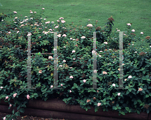 Picture of Spiraea tarokoensis 