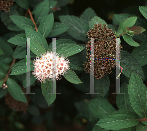 Picture of Spiraea tarokoensis 