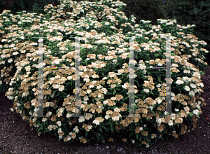 Picture of Spiraea japonica var. fortunei 'Albiflora'