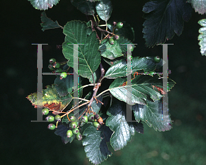 Picture of Sorbus intermedia 