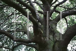 Picture of Sorbus intermedia 