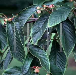 Picture of Sorbus pallescens 