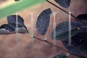 Picture of Sorbus aria 'Majestica'