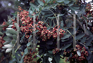 Picture of Sorbus hupehensis 