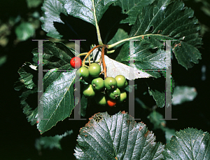 Picture of Sorbus mougeotii 