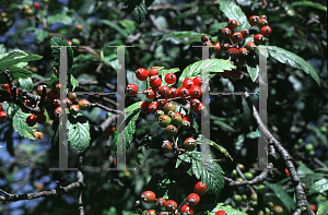 Picture of Sorbus lancifolia 