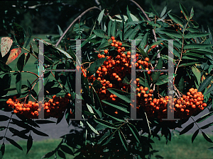 Picture of Sorbus keuensis 