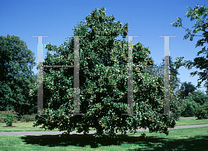 Picture of Sorbus croceocarpa 