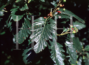 Picture of Sorbus tamamschjanae 