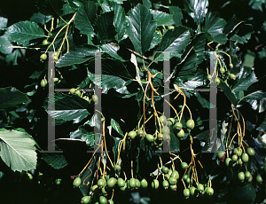 Picture of Sorbus croceocarpa 