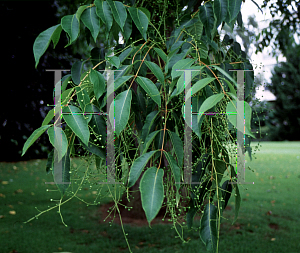 Picture of Toxicodendron vernicifluum 