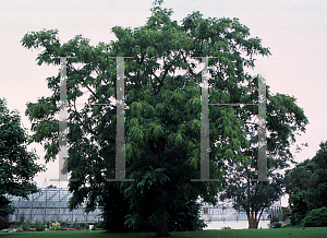 Picture of Toxicodendron vernicifluum 