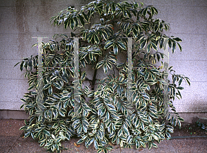 Picture of Ternstroemia gymnanthera 'Variegata'