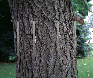 Picture of Toxicodendron vernicifluum 