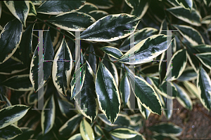 Picture of Ternstroemia gymnanthera 'Variegata'