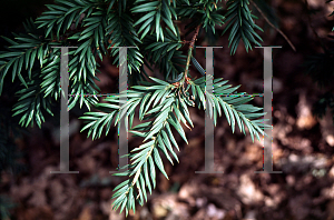 Picture of Taxus baccata 