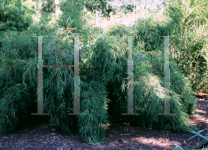 Picture of Thamnocalamus spathiflorus 