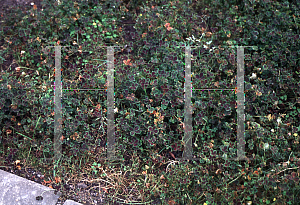 Picture of Trifolium repens 'Atropurpureum'