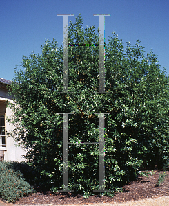 Picture of Umbellularia californica 