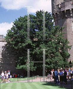 Picture of Taxus baccata 