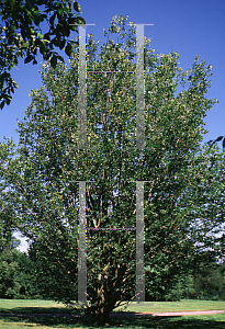 Picture of Zelkova carpinifolia 