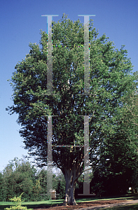 Picture of Zelkova carpinifolia 