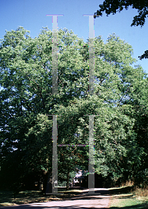 Picture of Zelkova sinica 