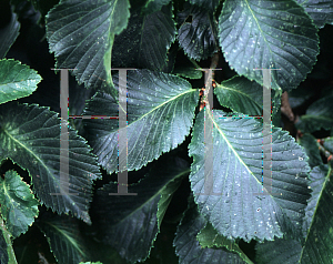 Picture of Ulmus glabra 'Nana'