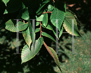 Picture of Ulmus laevis 