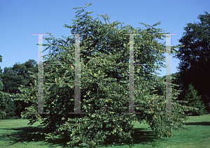 Picture of Ulmus villosa 