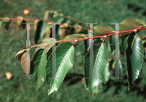 Picture of Ulmus villosa 