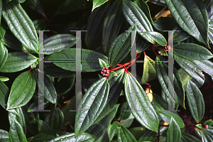 Picture of Viburnum davidii 