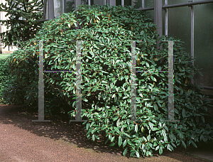 Picture of Viburnum davidii 