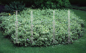 Picture of Vinca major 'Variegata'