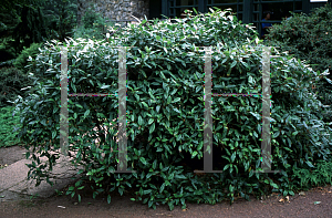 Picture of Viburnum x globosum 'Jermyns Globe'