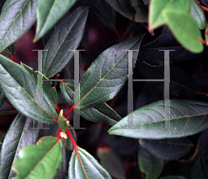 Picture of Viburnum x globosum 'Jermyns Globe'