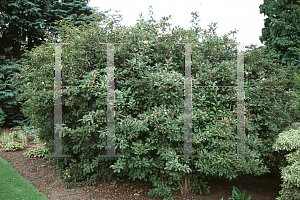 Picture of Viburnum farreri 