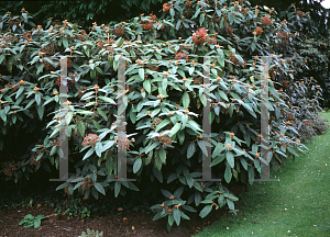 Picture of Viburnum rhytidophyllum 