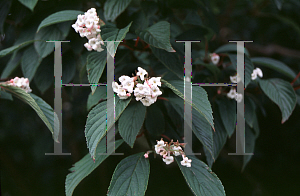 Picture of Viburnum x bodnantense 'Dawn'