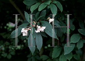 Picture of Viburnum x bodnantense 'Dawn'