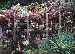 Picture of Vitis vinifera 'Purpurea'