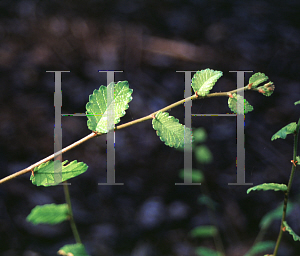 Picture of Zelkova carpinifolia 