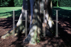 Picture of Zelkova carpinifolia 