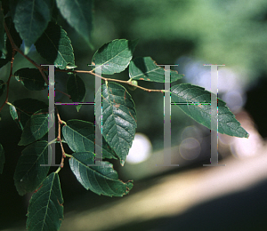 Picture of Zelkova sinica 