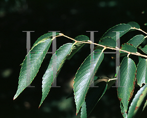 Picture of Zelkova schneiderana 