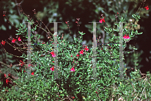 Picture of Salvia greggii 